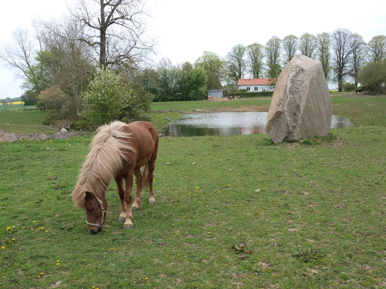 Skovlide-stenen og en hest