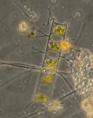 Planktoniske kiselalger