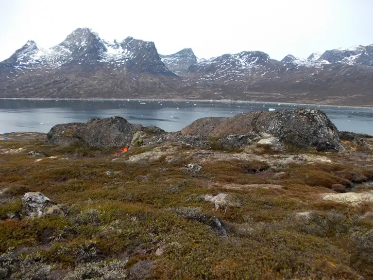 Bjergarter ved Nuuk