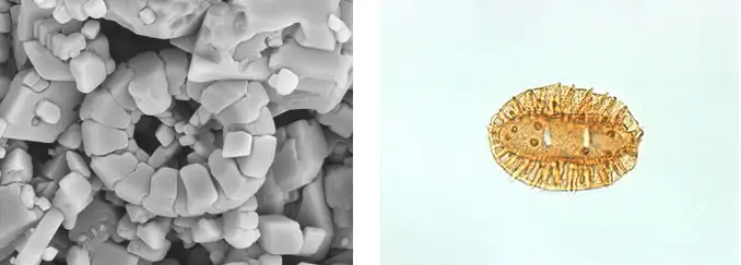 Enkel kokkolith (kalk nannofossil), Prediscosphaera cretacea, Nedre Kridt kalk, Danske Central Graven, og Pollen af slægten Wodehouseia, sen Kridt.