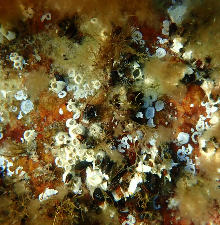 På oversiden af Skt. Helenes sten sidder rurer og blåmuslinger imellem brune alger