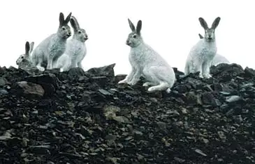 Voksne sneharer bliver ikke polarrævens bytte. Harerne kan veje op til fem kilo, mere end en fuldvoksen ræv. Sneharer ses ofte i flokke om vinteren.