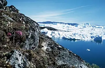 Arktiske planter vokser t&aelig;t p&aring; isfjorden i sm&aring; spr&aelig;kker mellem klipperne.